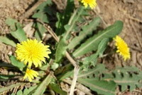 une plante à fleurs de Taraxacum heterolepis Nakai et H.Koidz. avec plusieurs petites fleurs jaunes qui poussent dans un champ