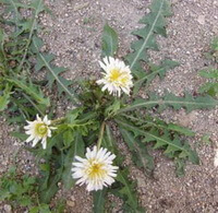 Plantes à fleurs de Taraxacum leucanthum Ledeb. avec trois fleurs blanchâtres