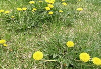 Les plantes à fleurs de Taraxacum mongolicum Hand.-Mazz. poussent dans le champ avec de nombreuses fleurs jaunes