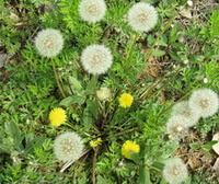 Les plantes à fleurs de Taraxeamum sinicum Kitag poussent dans les champs avec des fleurs jaunes et des graines poilues
