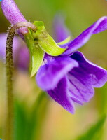 un fiore viola di Viola yedoensis Makino.