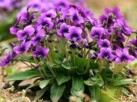 le piante da fiore di Viola yedoensis Makino crescono in un grappolo con molti fiori viola