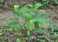 Abrus cantoniensis Hance