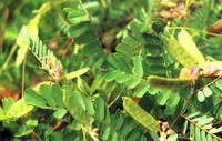 plantes en croissance d Abrus cantoniensis Hance avec gousses