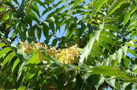 et blomstrende træ af Ailanthus altissima Mill Swingle. med gule blomsterpigge
