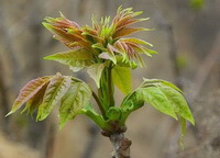 friske spirer og blade af Ailanthus altissima Mill Swingle.