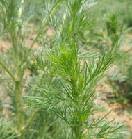 kimplanter af Artemisia scoparia Waldst.et Kit. vokser på en mark