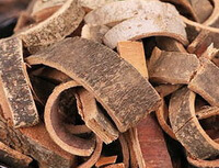 dries herb slices of Ash Bark