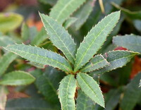 plantes de Berberis soulieana Schneid avec des feuilles vertes