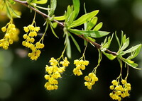 une branche fleurie de Berberis poiretii Schneid avec des fleurs jaunes pendantes et des feuilles vertes