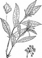 dessin de Berberis sargentiana Schneid, plante entière avec petites fleurs