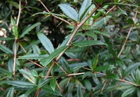 arbre en croissance de Berberis sargentiana Schneid.
