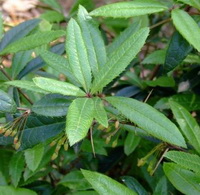 plants of Berberis soulieana Schneid with green leaves