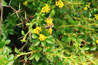 plantes fleuries de Berberis soulieana Schneid avec de petites fleurs jaunes