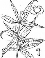 un dessin de Berberis veithii Schneid.