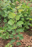 small shrubs of Cotinus coggygria growing in a field,with many green fresh leaves