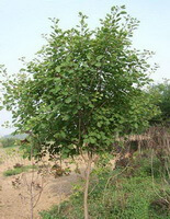 a small tree of Cotinus coggygria grows in a field,with many leaves and a globular tree crown
