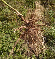 fresh roots of dittany