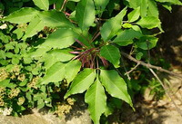 branches and leaves of Fraxinus rhynchophylla Hance.
