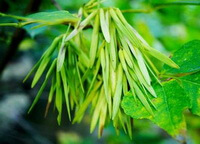 green leaves and pendulous pods of Fraxinus rhynchophylla Hance.