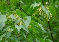tree of Fraxinus stylosa Lingelsh. with green leaves and pendulous pods