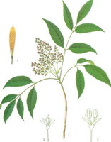 a colorful drawing of Fraxinus stylosa Lingelsh.,leaves,flower,pod and seed