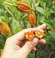 Raccolta di bacche mature di Gardenia jasminoides Ellis, un frutto è spezzato in due metà.