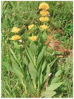 flowering plants of Gentiana with yellow flowers