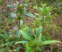 Gentiana manshurica