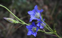flowering plant of Gentiana manshurica Kitag. with lilac flowers