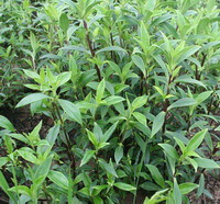 plants of Gentiana rigescens Franch grow in a field