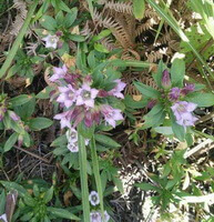 flowering plant of Gentiana rigescens Franch with pink flowers
