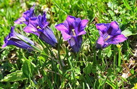 flowering plants of Gentiana scabra Bge.,with purple flowers