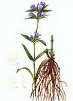 a colorful drawing of Gentiana scabra Bunge,root,plant and herb