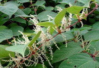 a flowering plant of Polygonum cuspidatum Sieb.et Zucc. with whitish small flower spikes and green leaves