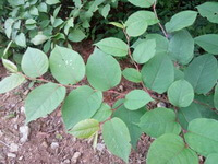 a shrub of Polygonum cuspidatum Sieb.et Zucc. grow in field