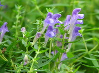Scutellaria baicalensis Georgi