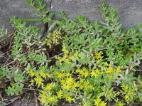 les plantes de Sedum sarmentosum Bunge à petites fleurs jaunâtres poussent en grappe