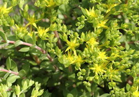plantes de Sedum sarmentosum Bunge avec de petites fleurs jaunâtres, des feuilles vertes et des tiges brunes