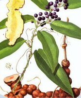 dessin coloré de Smilax glabra roxb. racines, tiges et feuilles, fruits, baies et tranches de racines
