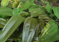 plantes de Smilax lanceaefolia Roxb.var.opaca A.DC. à feuilles vertes