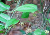 plantes en croissance de Smilax lanceaefolia Roxb.var.opaca A.DC. avec des petites fleurs pendantes et des feuilles vertes
