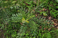 flowering plant of Sophora flavescens Ait with a small yellow flower.