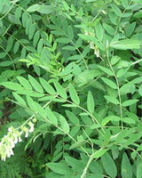 growing plants of Sophora flavescens Ait. with white flower spikes