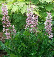 flowering plants of Burning Bush Dictamnus Albus with pinkish flower spikes grow in a cluster