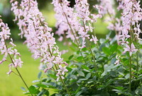 flowering plants of Burning Bush Dictamnus Albus grow in a cluster with pink flowers