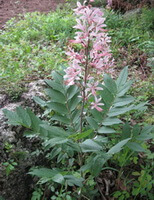 a growing plant of Dictamnus dasycarpus Turcz with pink flowers
