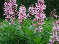 flowering plants of Dictamnus dasycarpus Turcz with many pink flower spikes