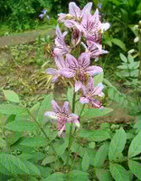 a plant of Dictamnus dasycarpus Turcz with many pink flowers