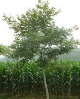 un piccolo albero di Phellodendron amurense Rupr.